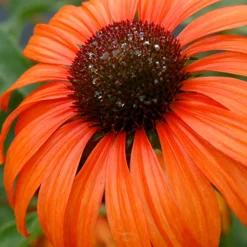 Echinacée Tangerine Dream ® - Orange vif tout l'été