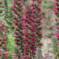 Echium amoenum Red Feathers - Des épis rouges tout l'été