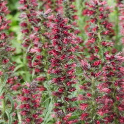 Echium amoenum Red Feathers - Des épis rouges tout l'été