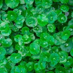Ecuelle d'eau Herbe aux patagons - Le tapis vert des berges
