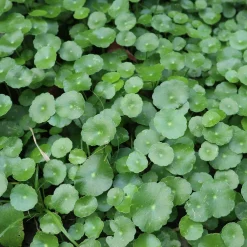 Ecuelle d'eau Herbe aux patagons - Le tapis vert des berges