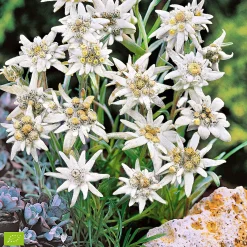 Edelweiss des Alpes - La star des sommets chez vous