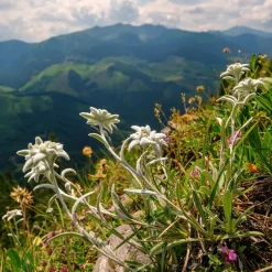 Edelweiss des Alpes - La star des sommets chez vous