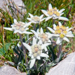 Edelweiss des Alpes - La star des sommets chez vous