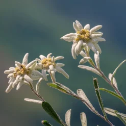 Edelweiss des Alpes - La star des sommets chez vous