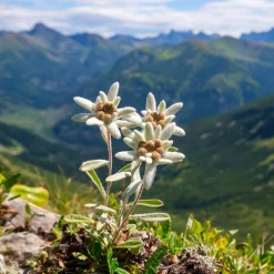 Edelweiss des Alpes - La star des sommets chez vous
