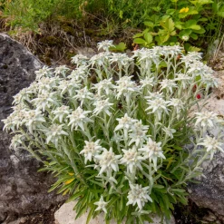 Edelweiss vivace - La star des montagnes