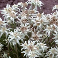 Edelweiss vivace - La star des montagnes