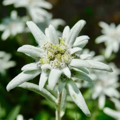 Edelweiss vivace - La star des montagnes