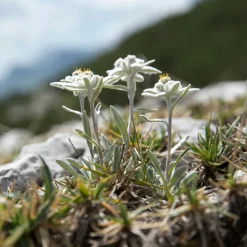 Edelweiss vivace - La star des montagnes