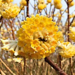 Edgeworthia 'Grandiflora' - Il fleurit en plein hiver