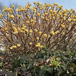 Edgeworthia 'Grandiflora' - Il fleurit en plein hiver