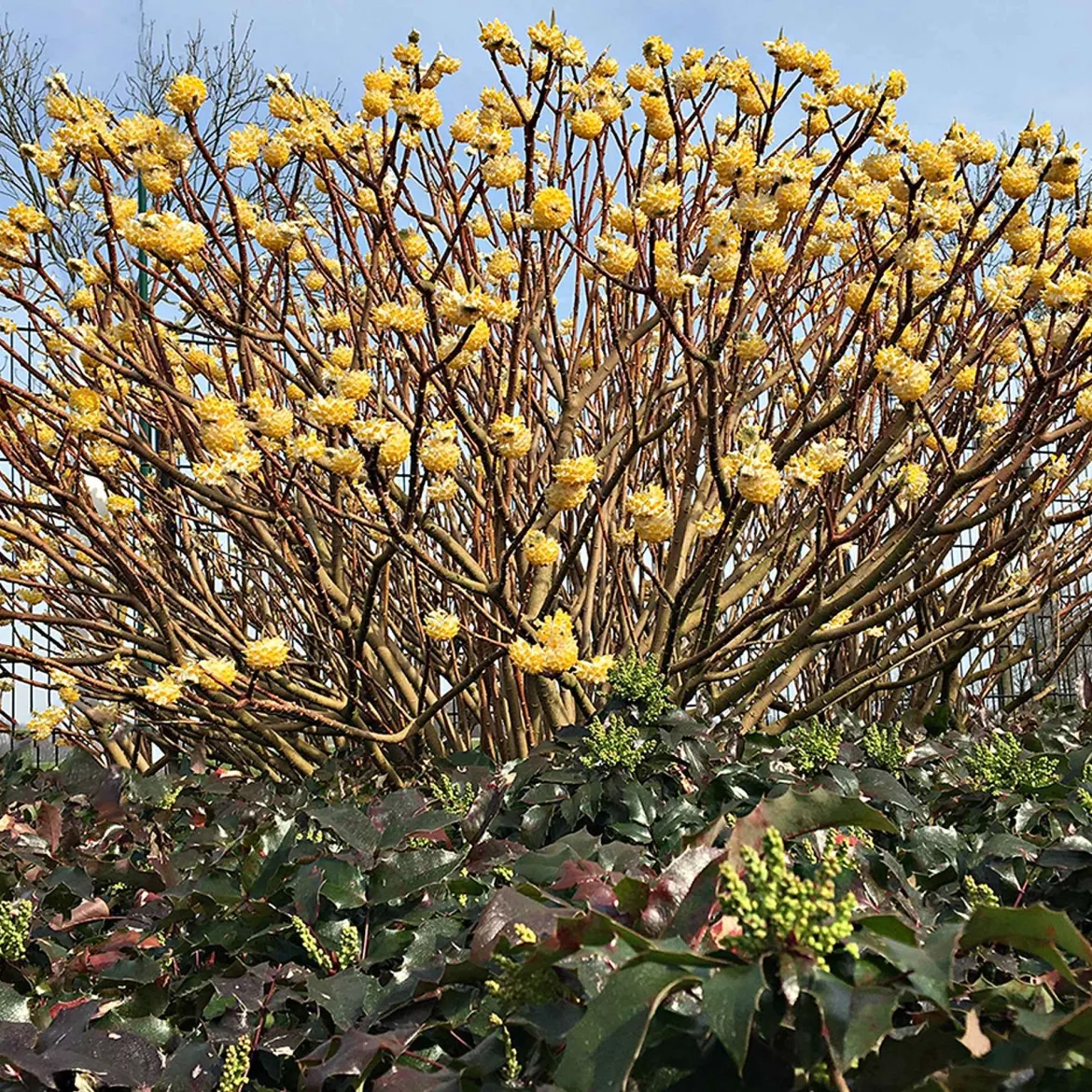 Edgeworthia 'Grandiflora' - Il fleurit en plein hiver