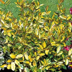 Eleagnus Pungens maculata - Une haie brillante toute l'année