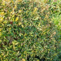 Eleagnus Pungens maculata - Une haie brillante toute l'année