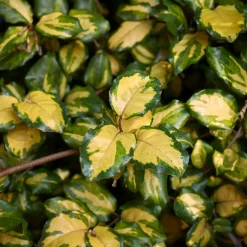 Eleagnus Pungens maculata - Une haie brillante toute l'année