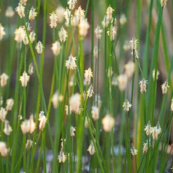 Eleocharis des marais - Une eau claire en un été