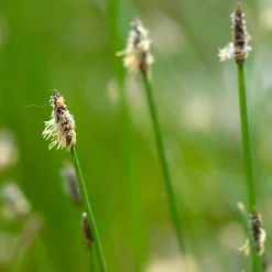 Eleocharis des marais - Une eau claire en un été