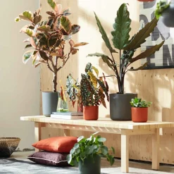 Elho Pot B.for soft rond anthracite - Déco réussie en 1 geste