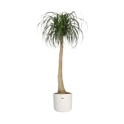 Elho Pot B.for soft rond blanc - Déco blanche en 1 geste