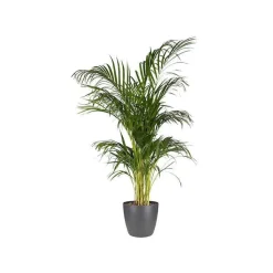 Elho Pot Brussels rond anthracite - Style anthracite chez vous