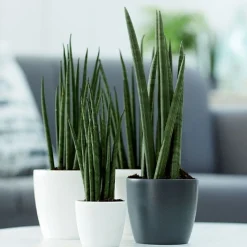 Elho Pot Brussels rond blanc - Déco prête en 1 minute