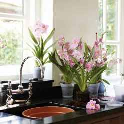 Elho pot pour orchidée - Vos orchidées enfin sublimées