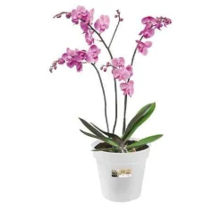 Elho pot pour orchidée - Vos orchidées enfin sublimées