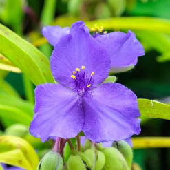 Ephémère de Virginie Sweet Kate - Le duo feuille dorée fleur violette