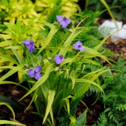 Ephémère de Virginie Sweet Kate - Le duo feuille dorée fleur violette