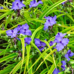 Ephémère de Virginie Sweet Kate - Le duo feuille dorée fleur violette