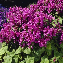 Epiaire à grandes fleurs Superba Bétoine Superba - Un tapis mauve tout l'été