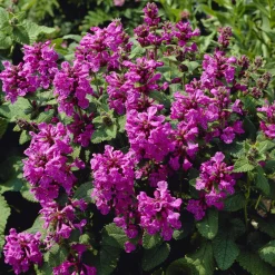 Epiaire à grandes fleurs Superba Bétoine Superba - Un tapis mauve tout l'été