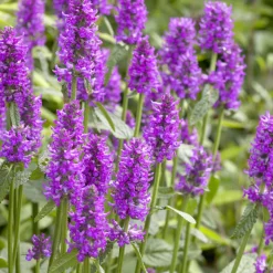 Epiaire Hummelo Bétoine Hummelo - Des épis violets tout l'été