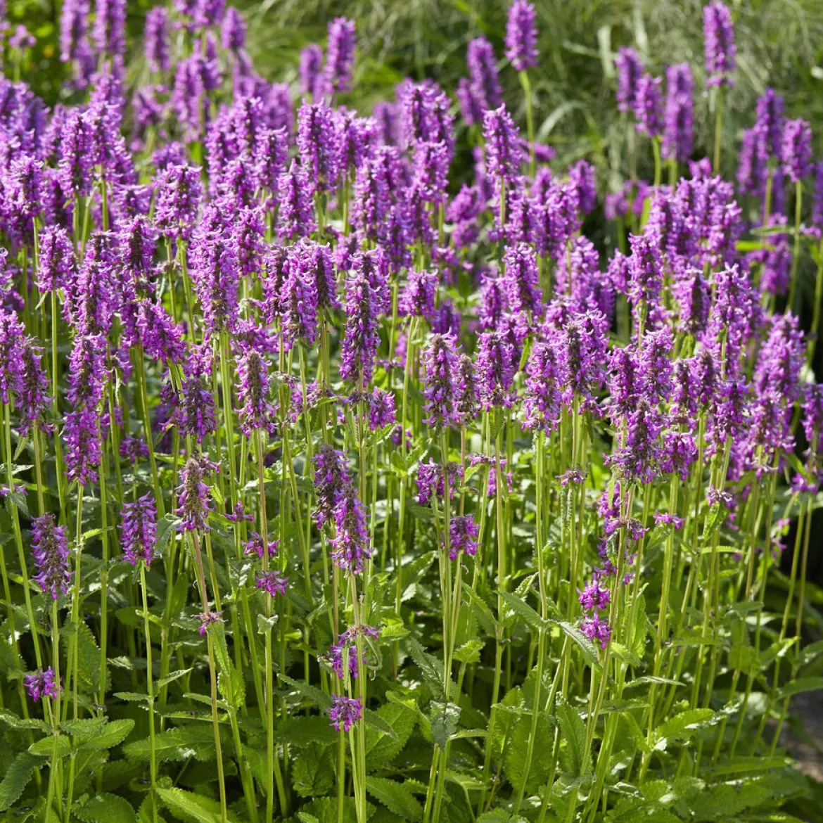 Epiaire Hummelo Bétoine Hummelo - Des épis violets tout l'été