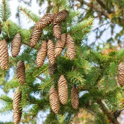 Epicéa commun - L'arbre roi des sapins
