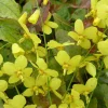 Epimedium Frohnleiten - Le sol nu enfin habillé