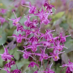 Epimedium à grandes fleurs Lilafee - L'ombre enfin fleurie