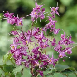 Epimedium à grandes fleurs Lilafee - L'ombre enfin fleurie