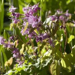 Epimedium à grandes fleurs Lilafee - L'ombre enfin fleurie