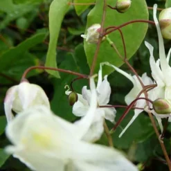 Epimedium à grandes fleurs - L'ombre enfin fleurie