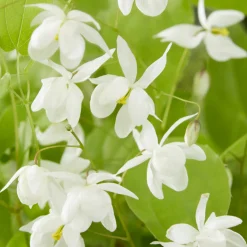 Epimedium Niveum - L'ombre enfin fleurie