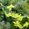 Epimedium perralderianum - Le sous-bois enfin habillé