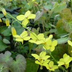 Epimedium perralderianum - Le sous-bois enfin habillé