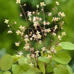 Epimedium pubigerum - Le couvre-sol qui aime l'ombre