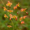 Epimedium pubigerum Orangekonigin - L'ombre enfin fleurie