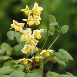 Epimedium Sulphureum - L'ombre enfin fleurie