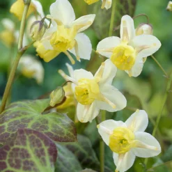 Epimedium Sulphureum - L'ombre enfin fleurie