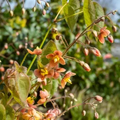 Epimedium warleyense - Le sous-bois enfin fleuri