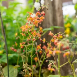 Epimedium warleyense - Le sous-bois enfin fleuri